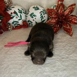 Vixen - Chocolate female Dachshund puppy in Lexington, Oklahoma from BooneDox Miniature Dachshunds