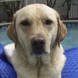 Labrador Retrievers from Chestnut Hill