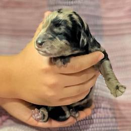 Male 2 - Merle male Assorted Doodle Crosses puppy in Kansas City, Missouri from Beary GoldenDoodles