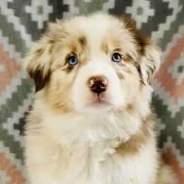 Australian Shepherd Puppies from Jo’s Aussies
