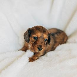 Dachshund Puppies from Iowa Dachshunds
