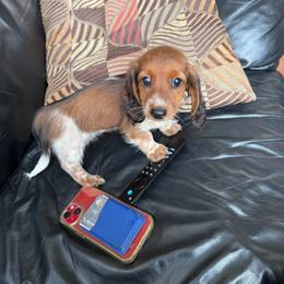 Suzie - Dapple female Dachshund puppy in Watertown, Massachusetts from Jae’s Puppy House
