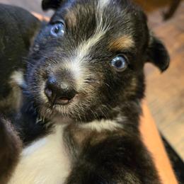 Kendrick - Black tri-color male Australian Shepherd puppy in Bastrop, Texas from Triple J Aussie Ranch