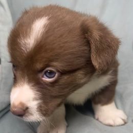 Barrel - Liver and white male American Corgi puppy in Grants Pass, Oregon from KnR Antler Dogs