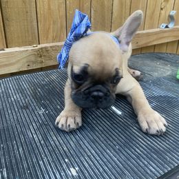 French Bulldog Puppies from Erica's Furbaby French Bullies