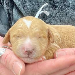 Blue male - Apricot male Goldendoodle puppy in Great Falls, Montana from Montana Goldendoodles