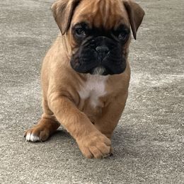 Boxer Puppies from Huckleberry Hill Boxers