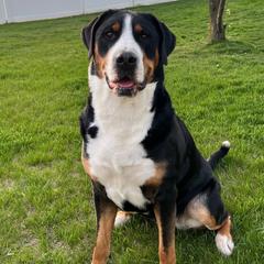 Shelby - Greater Swiss Mountain Dog