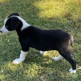 Boy 451 - Black and white male Border Collie puppy in Temecula, California from West Coast Border Collies