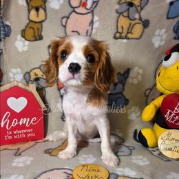 Snowflake - Blenheim female Cavalier King Charles Spaniel puppy in Kermit, West Virginia from Stonecoal Cavaliers
