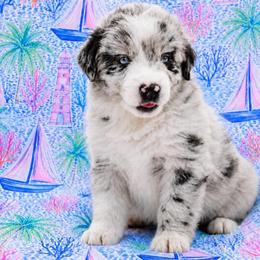 Captain - Blue merle male Miniature Australian Shepherd puppy in Alexandria, Virginia from Fairfax Aussies