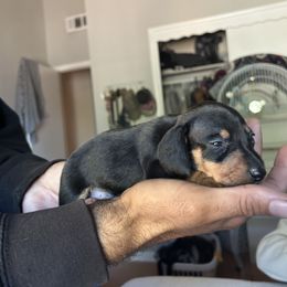 Dachshund Puppies from SpadedWeenies