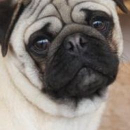 Pugs from Paws In The Valley