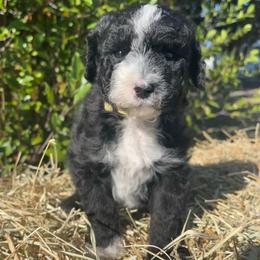 Yellow - Black and white female Sheepadoodle puppy in Archer, Florida from Gainesville Sheepadoodles