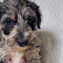 Girl 2 Blue collar - Schnoodle puppy from Eveleigh Acres Puppies