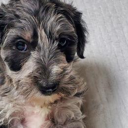 Girl 2 Blue collar - Schnoodle puppy from Eveleigh Acres Puppies