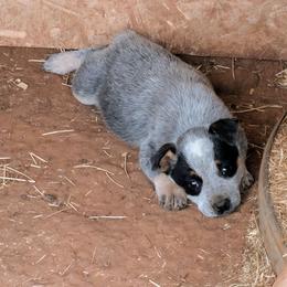 Girl 1 - Blue speckled female Australian Cattle Dog puppy in Choctaw, Oklahoma from Karen Elliott