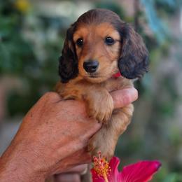River - Red male Dachshund puppy in Tucson, Arizona from Crowned Doxies