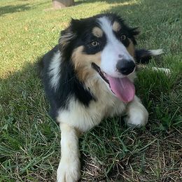 Lynk - Border Collie
