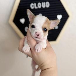 Trooper - Merle male Chihuahua puppy in Harrison, Michigan from Cloud9 Chihuahuas