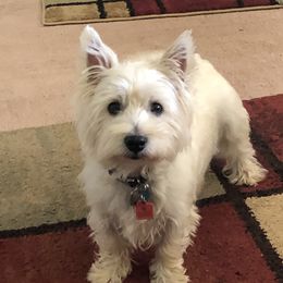 Dazie - West Highland White Terrier