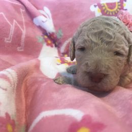 Goldendoodle, Schnoodle, and Sheepadoodle Puppies from Dood Ranch