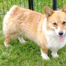Tinkerbell - Pembroke Welsh Corgi