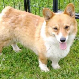 Tinkerbell - Pembroke Welsh Corgi