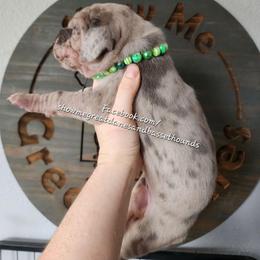 Green Collar - Merle male Great Dane puppy in Alton, Illinois from Show Me Great Danes and Basset Hounds