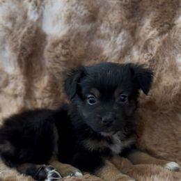 Rooster - Black tri male Miniature Australian Shepherd puppy in Queen Creek, Arizona from Arizona Aussies