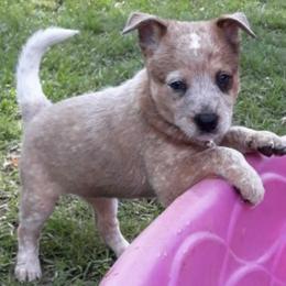 Australian Cattle Dogs from A.C.D. Goldenhour
