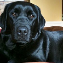 Labrador Retrievers from Jump N Jive Labradors