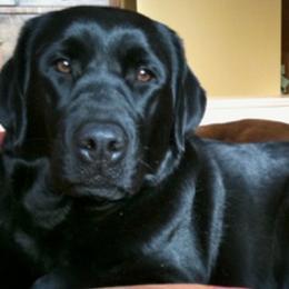Labrador Retrievers from Jump N Jive Labradors