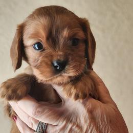 Cupid- Green - Ruby male Cavalier King Charles Spaniel puppy in London, Arkansas from Frosty’s Cavaliers