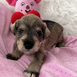 Miniature Schnauzer Puppies from Happy Schnauzer