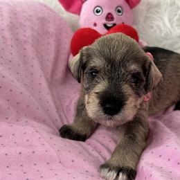 Miniature Schnauzer Puppies from Happy Schnauzer