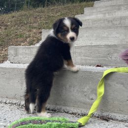 Heat Wave - Tri-color male Border Collie puppy in Berkeley Springs, West Virginia from Sagehill Agility