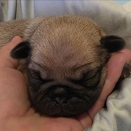 Orange Collar Boy - Fawn male Pug puppy in New Braunfels, Texas from Kex Pug Haus