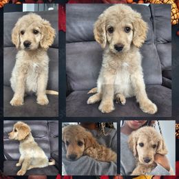 Fruit Loops - Cream female Goldendoodle puppy in Zanesville, Ohio from Oodles of Doodles & Poos