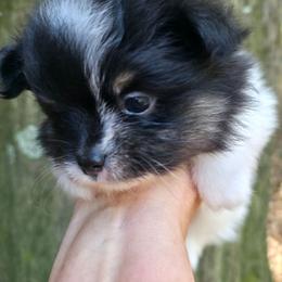 Sterling pup 2 - Tri-colored female Pomeranian puppy in Carrollton, Georgia from B AND R'S POMERANIAN'S