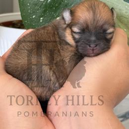 Miranda - Orange sable female Pomeranian puppy in Redlands, California from Torrey Hills Poms