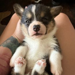 Female 1 - Black and tan female Pembroke Welsh Corgi puppy in Cooper, Texas from S7 Corgis and Chaos