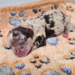 AKC Viserys - Merle male Chihuahua puppy in Silver Summit, Utah from Snow Peak Kennel