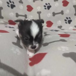 Boy 2 - Chihuahua puppy in Gray, Louisiana from Chi Chi's Place