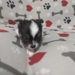 Boy 2 - Chihuahua puppy in Gray, Louisiana from Chi Chi's Place