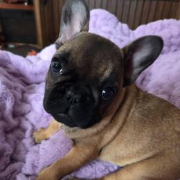 Carly - Fawn female French Bulldog puppy in Solway, Minnesota from PcFrenchies