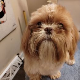 Mae - Shih Tzu