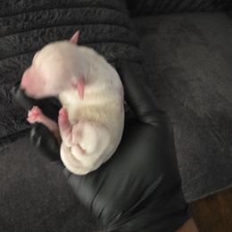 Boy 4 - Apricot male Poodle puppy in Lawton, Oklahoma from My Precious Toy Poodles