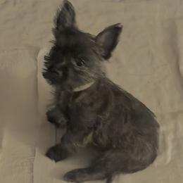 Daisy - female Cairn Terrier puppy in Terrebonne, Oregon from Central Oregon Cairn Terriers
