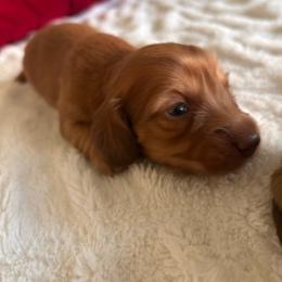 Boy 2 red - Red male Dachshund puppy in Pueblo, Colorado from Nikas Baby Beanz LH Dachshunds